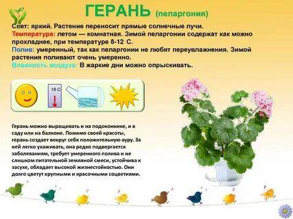Герань обозначение