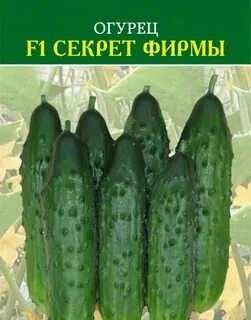 Виды огурцов в магазине