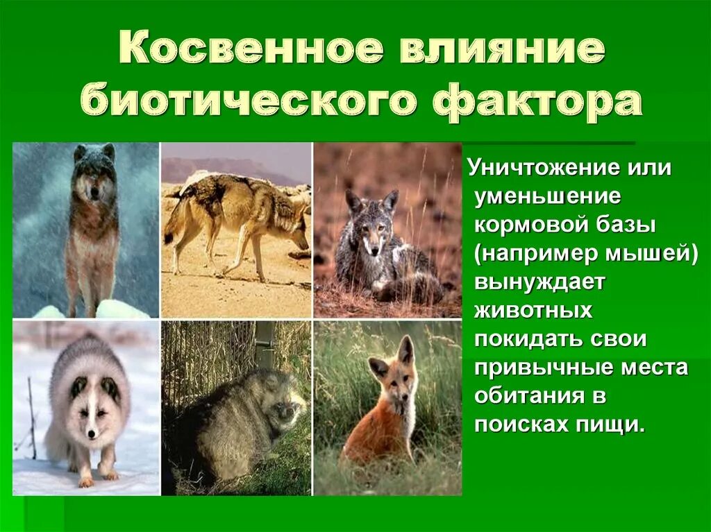 Косвенные факторы примеры. Косвенного воздействия биотических факторов.. Косвенное влияние на животных. Примеры косвенного воздействия биотических факторов. Прямое и косвенное влияние биотических факторов.