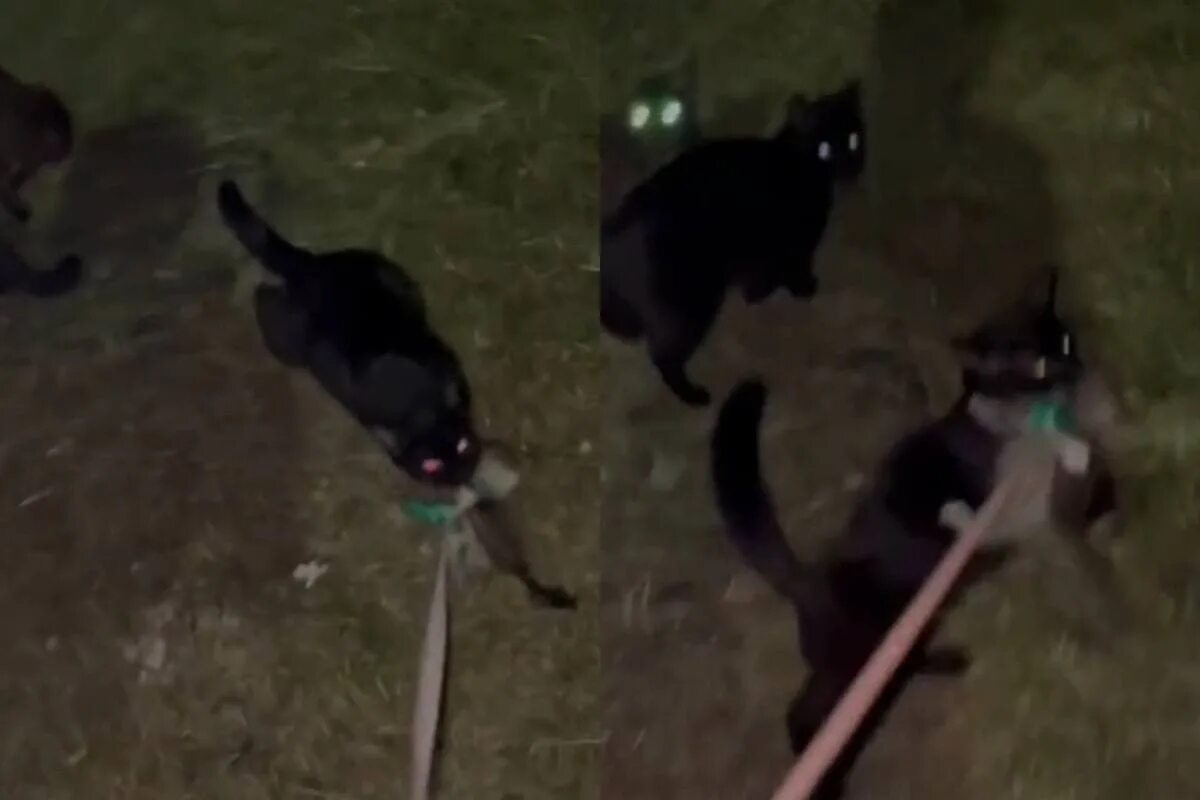 Кот тащит. Кража кошки. Кошки воровали. Кошки воровали. Котик воришка.