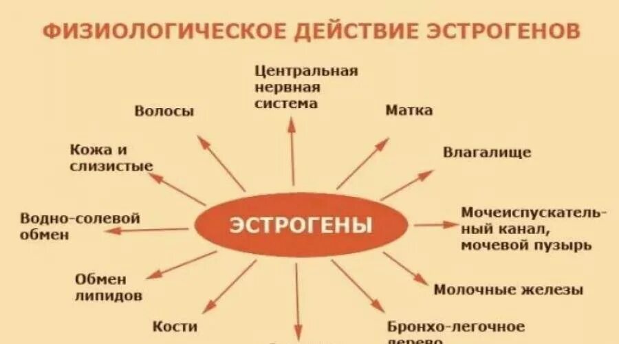 Повышен половой гормон у женщин. Эстроген гормон. Эстрогены физиологический эффект. Женский гормон эстроген. Роль в организме гормона эстрогена.