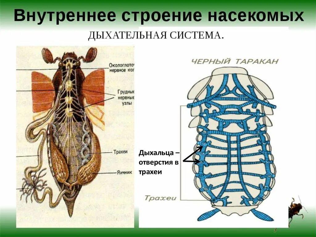 Строение систем органов насекомых. Внутреннее строение насекомого система органов. Дыхательная система майского жука. Строение органов дыхания насекомых. Насекомое работающая на органы