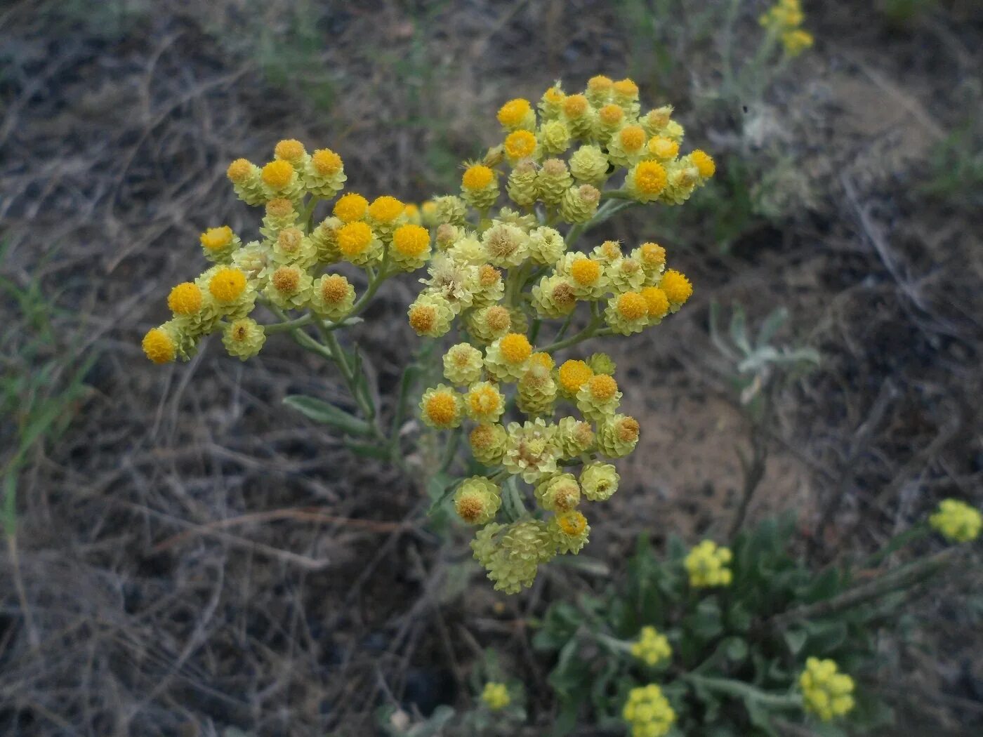 Бессмертник трава применение. Бессмертник &quot;silberzwerg&quot; (helichrysum). бессмертник нуратавский. цмин песчаный плантариум. бессмертник мелколистный helichrysum.