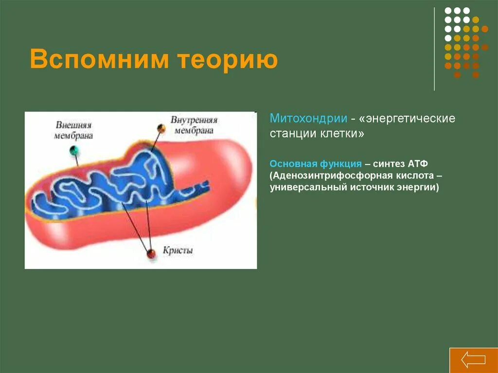 Энергетические станции клетки Синтез АТФ. АТФ В митохондриях. Синтез АТФ на мембране митохондрий. Митохондрии энергетические станции.