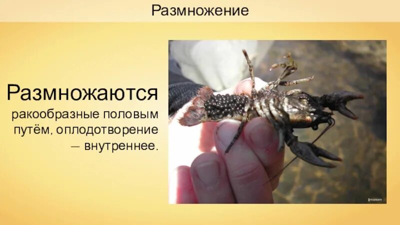 Оплодотворение насекомыми. Размножение насекомых 7 класс биология. Общая характеристика насекомых. Раздельнополые животные с внутренним оплодотворением. Внутреннее оплодотворение.