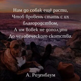 Нам до собак еще расти чтоб вровень