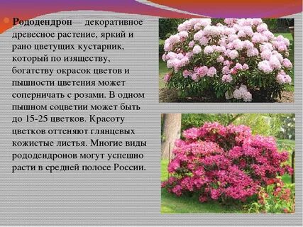 Рододендрон слова