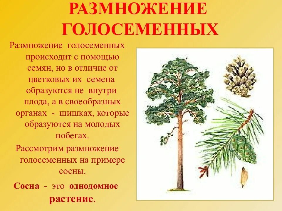 Распространение семян сосны. Типы размножения голосеменных растений. Размножение Голосеменны. Процесс размножения голосеменных растений. Отдел Голосеменные размножение.