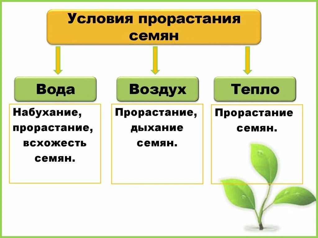 Условия развития семян. Условия необходимые для прорастания семян. Процесс прорастания семян 6 класс. Условия прорастания семян 6 класс биология. Условия прорастания семян таблица.