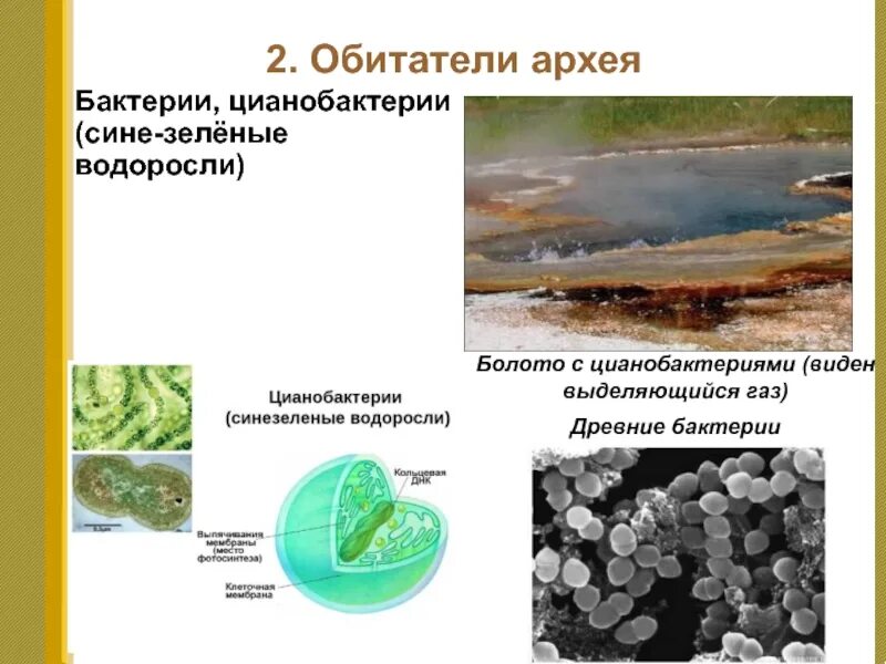 Цианобактерии Архей. Обитатели Архея. Цианобактерии на земле. Архей бактерии и цианобактерии.