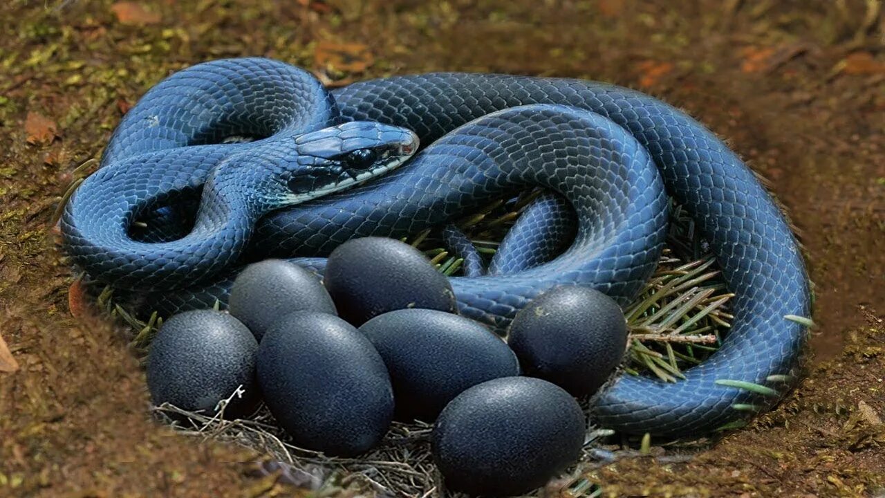 Blue coral snake. гадюка змея темно зеленая. черно голубая змея. черно голубая змея. куфия серая змея.