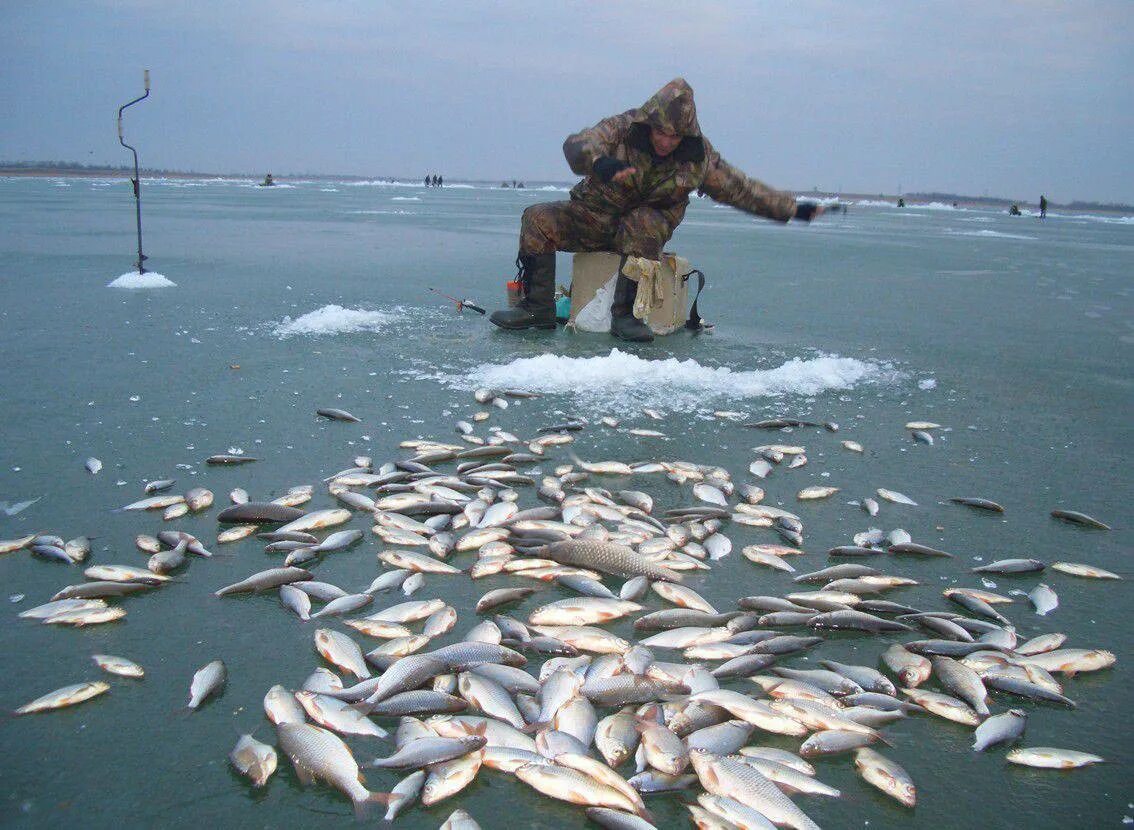 Куча рыбы на льду. Рыбалка на волге зимой. Где рыба зимой. Зимняя рыбалка на волге. Зимняя рыбалка на плотву.