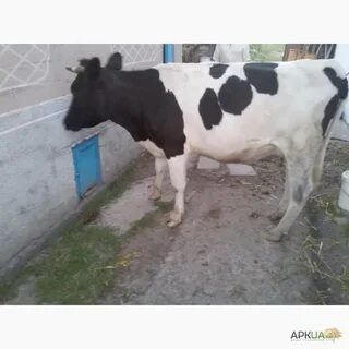 Объявление продаю коров