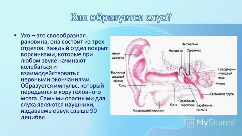 Читать слух человека