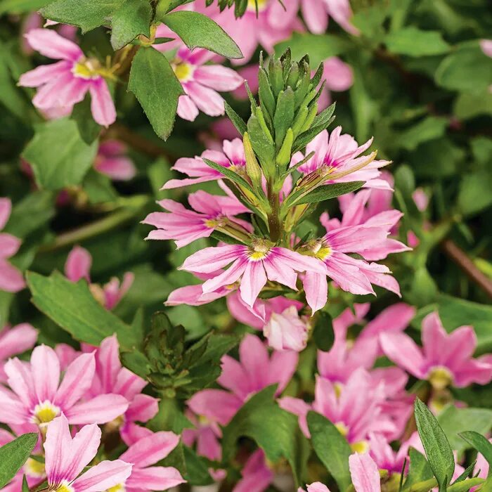 Сцевола ампельная розовая. Сцевола Пинк. Сцевола Pink Blessing. Сцевола Scaevola Pink. Цветок сцевола купить