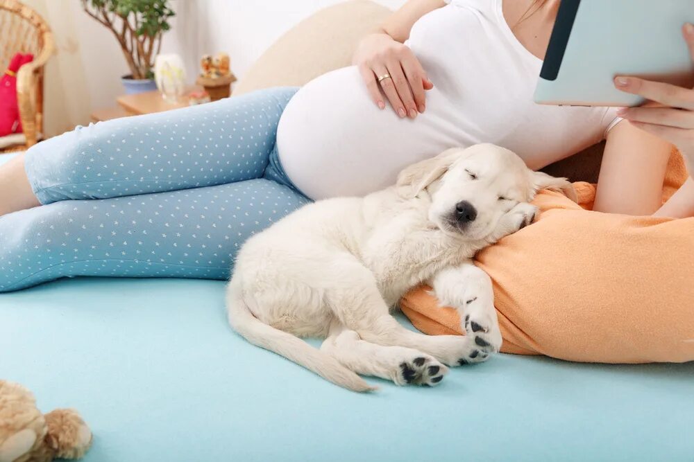Фотосессия для беременных с собакой.