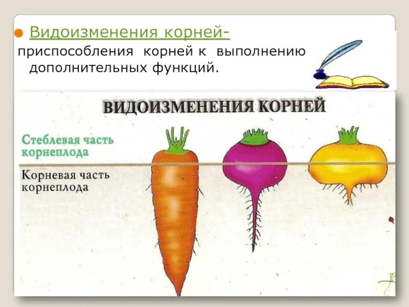 Корнеплоды биология 6 класс. Строение корнеплода биология 6 класс. Сообщение о корнеплодах. Овощные культуры. Функции корней растений.