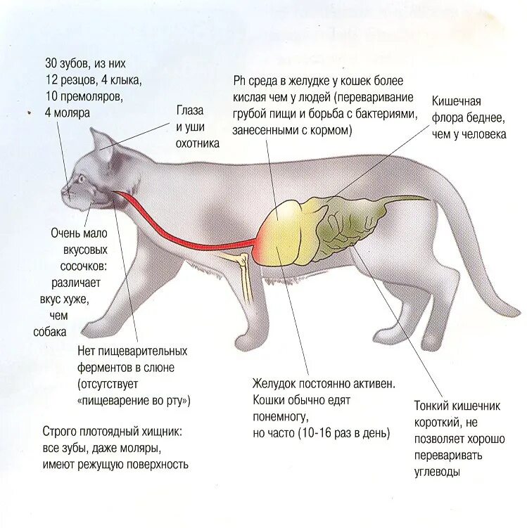 Пищевод кошки. Строение пищеварительной системы кота. Пищеварительная система кошки анатомия. Расположение внутренних органов у кота. Анатомия кишечника кота.