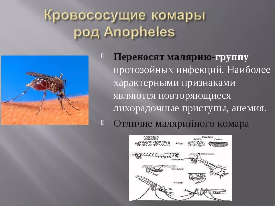 Комары переносчики заболеваний. Комар анофелес переносчик. Малярийный комар переносит малярию. Комары переносящие малярию. Комары рода анофелес переносчики.