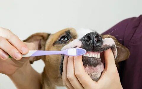 Чистить зубы животным