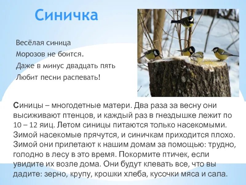 Обыкновенная лазоревка птицы. Синица лазоревка. Синица лазоревка. Синица лазоревка фото. Синица лазоревка самец и самка.