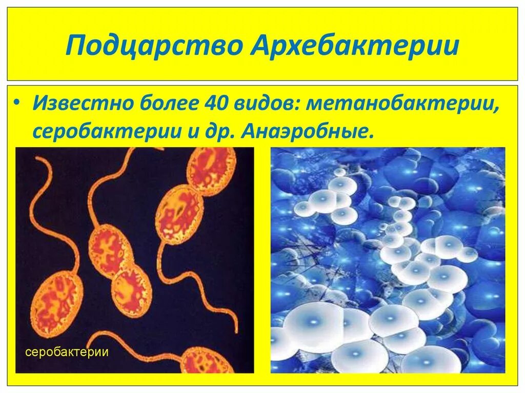 Архибактери. Подцарство архебактерии. Архебактерии серобактерии. Подцарство бактерии архебактерии.