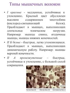 Разные типы мышечных волокон