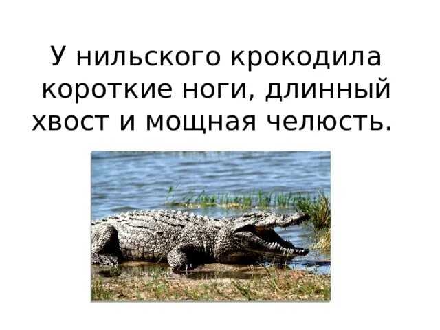 Нильский крокодил. Природная зона нильского крокодила. Нильский крокодил 2 класс. Презентация Нильский крокодил.