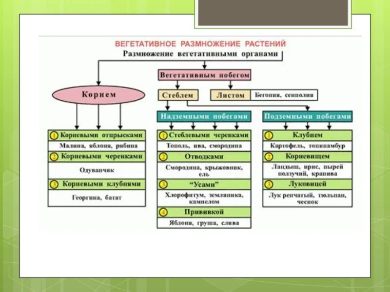 Вегетативное размножение растений. Типы размножения.. Вегетативное размножение покрытосеменных растений схема. Вегетативный способ размножения растений примеры и виды. Схема естественное и искусственное вегетативное размножение. Какая наука изучает вегетативное размножение