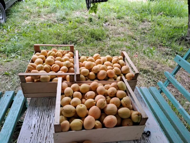 килограмм абрикос. сколько весит абрикос. собрали 60 кг абрикосов. собрали 60 кг абрикосов. килограмм абрикосов.