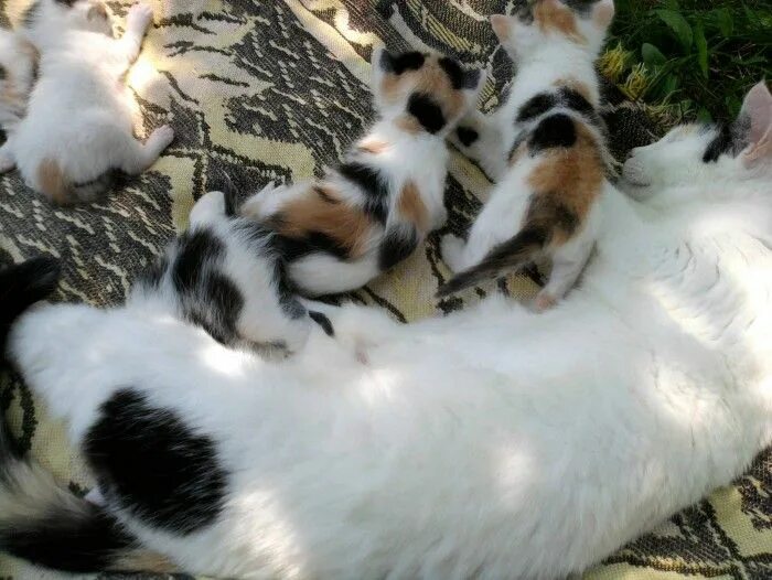 Какие котята родятся у трехцветной кошки. Трехцветная кошка с котятами. Какие котята рождаются у трехцветной кошки. Трехцветные кошки рождаются. Котята трехцветные только родившиеся.