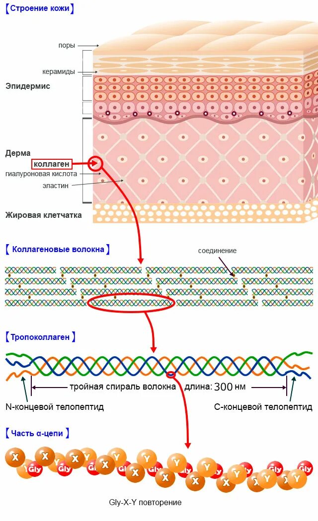 Что образует коллаген 1 типа. Типы коллагена таблица. Коллаген виды основные. Какой тип коллагена для кожи. Какой тип коллагена для кожи.