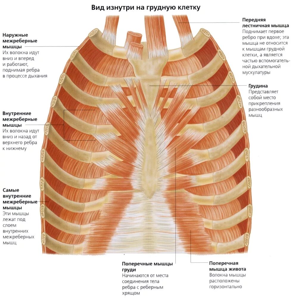 При вдохе болят ребра спереди. Мышцы грудной клетки анатомия. Глубокие мышцы грудины анатомия. Поверхностные мышцы грудной клетки анатомия. Собственные мышцы грудины анатомия.