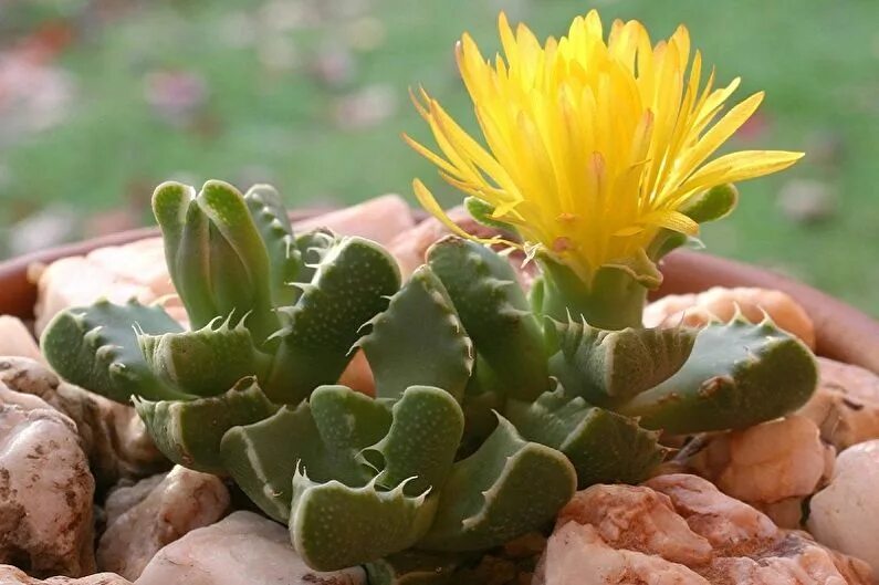 Суккуленты фото. Кактусовидные Суккуленты. Faucaria albidens. Желтый Кактус суккулент. Редкие кактусы.