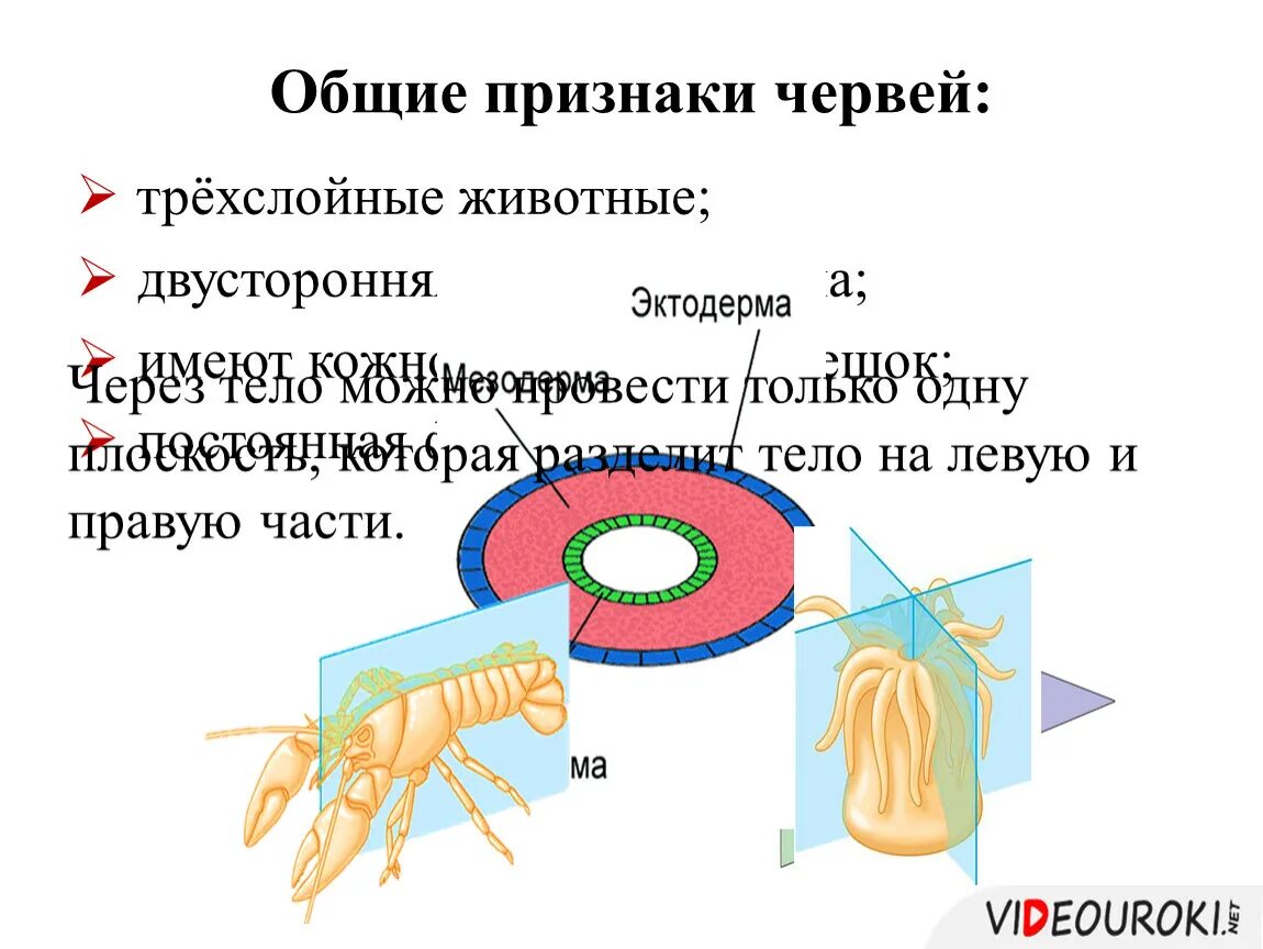 Три признака круглых червей. Трёхслойные животные строение черви. Плоские черви трехслойные животные. Общие признаки червей. Трёхслойные животные признаки.