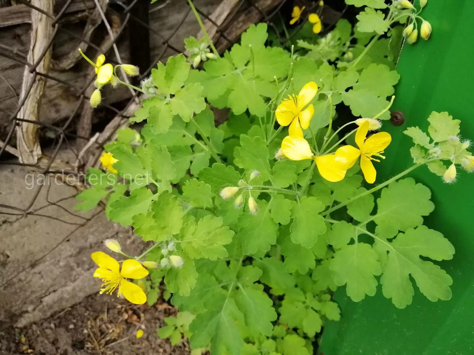 Чистотел растение. Chelidonium majus. Чистотел большой.