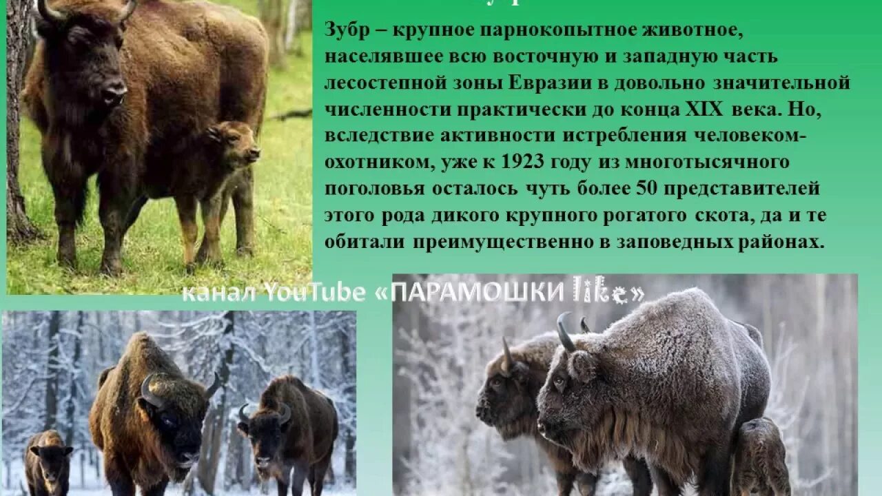 Сообщение о животном краснодарского края. Животные красной книги кубани. красная книга животных краснодарского края. животные которые занесены в красную книгу краснодарского края. редкие животные краснодарского края.