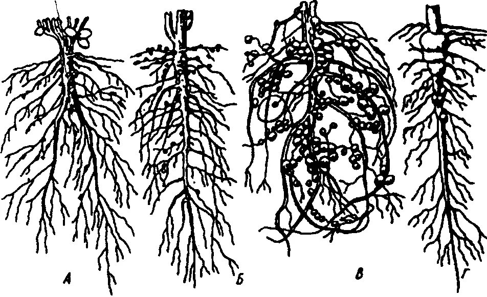 Корневая система фасоли. Бактериальные клубеньки бобовых. Корневые клубеньки бобовых. Клубеньки на корнях бобовых. Клубеньки на корнях бобовых растений.