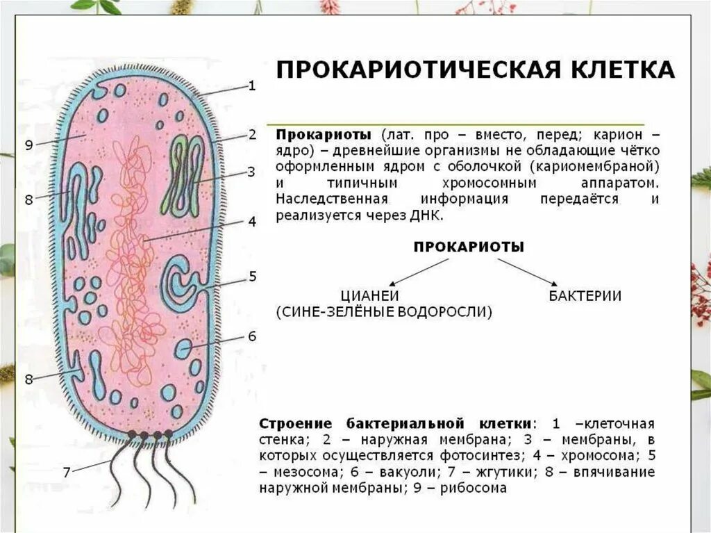 Бактерии содержит ядро. Структура строения прокариотической клетки. Строение прокариотической клетки рисунок. Строение клетки прокариот рисунок. Особенности прокариотической клетки бактерии.