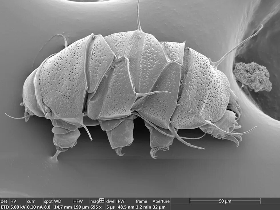 Доктор гнус тихоходка. Медведка тихоходка. Доктор гнус ассистентки. Доктор гнус тихоходка. Водяной медведь тихоходка.