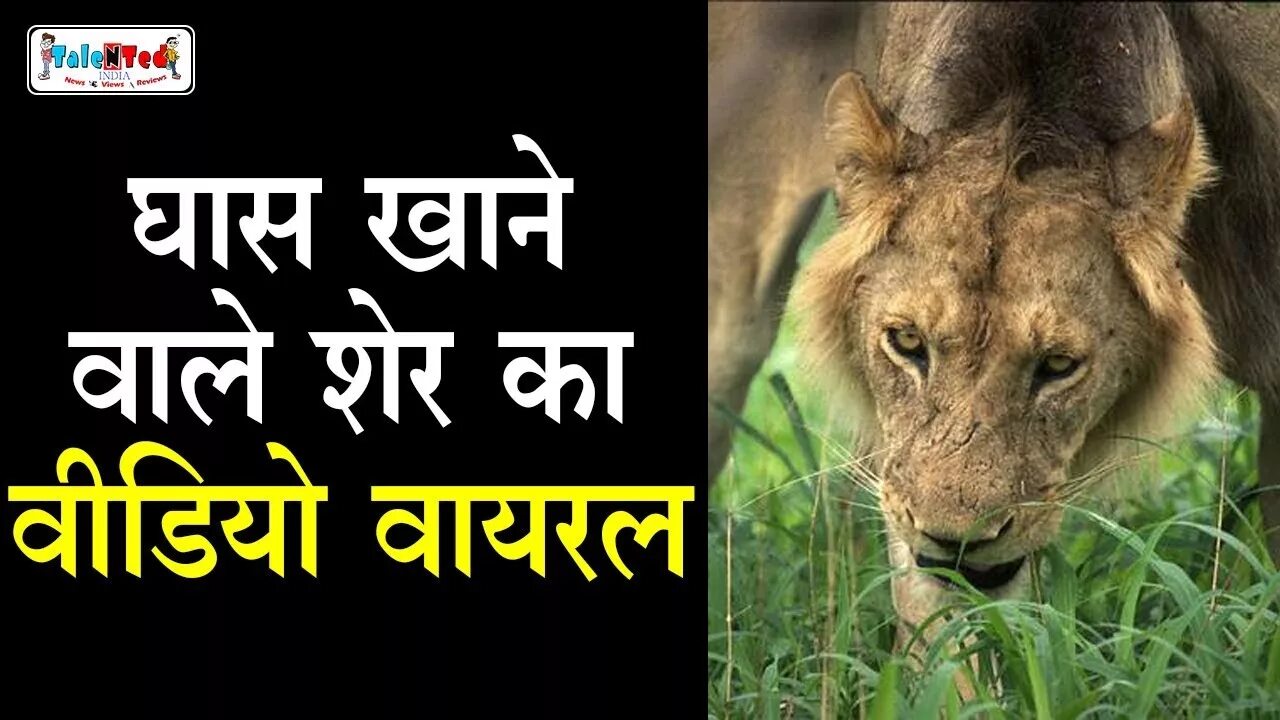 Does a lion eat leaves