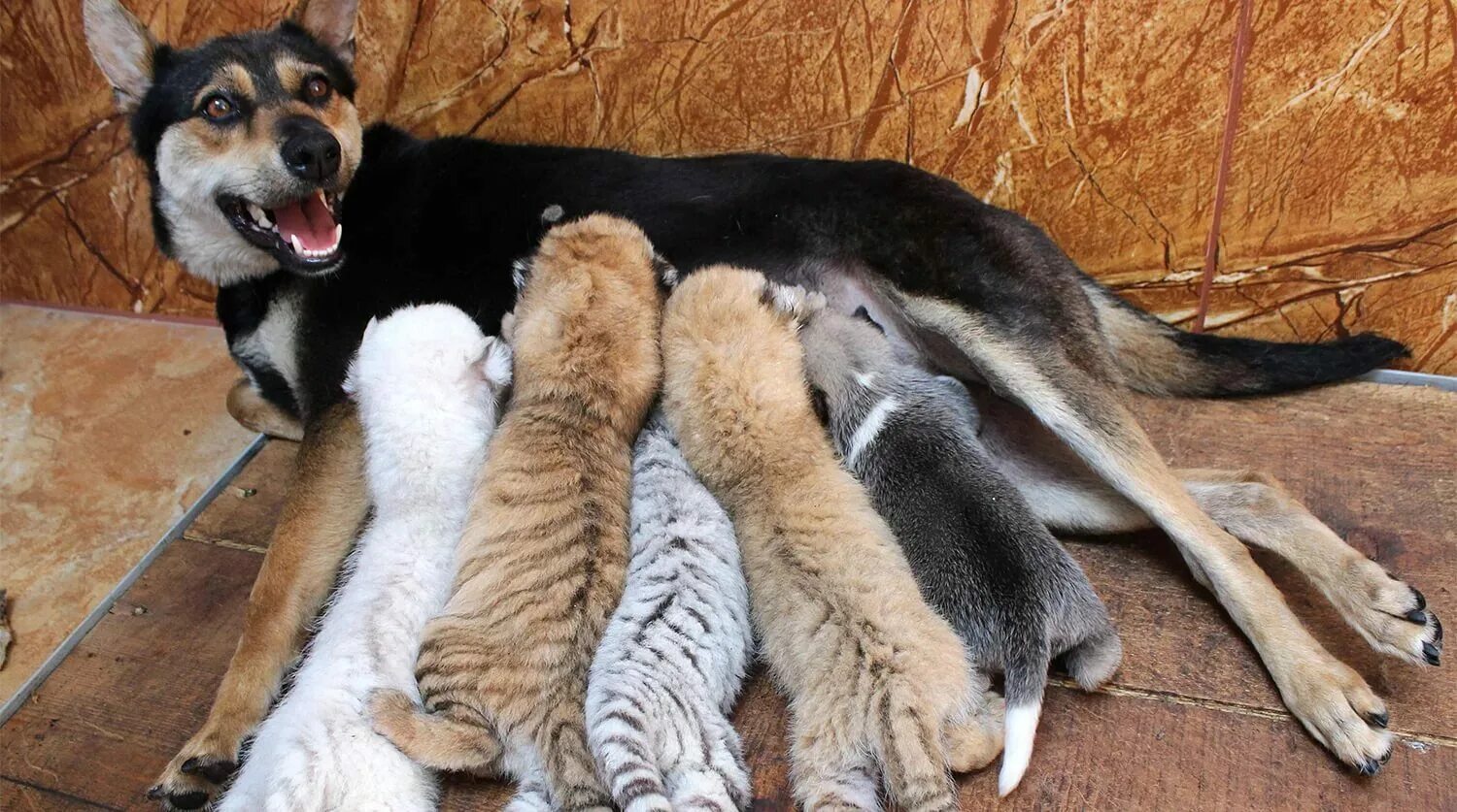 домашние животные для детей. собаки дружат. собаки дружат. необычная дружба животных. дружба животных.