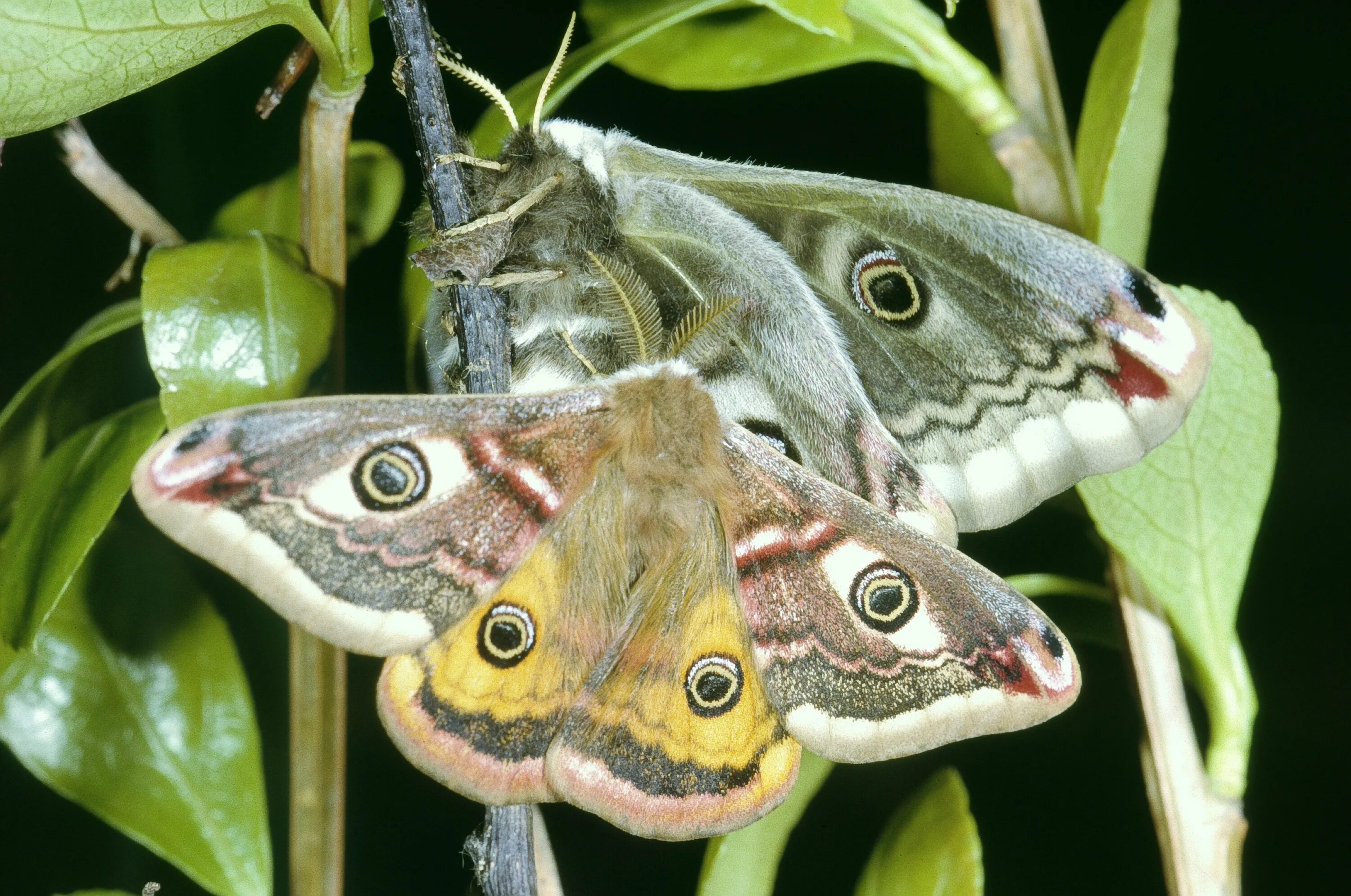 Бабочка Сатурния Павлиноглазка. Бабочка Saturnia Pavonia. Saturnia Pavonia гусеница бабочка. Павлиноглазка Грушевая гусеница бабочка. Чем питается бабочка павлиноглазка