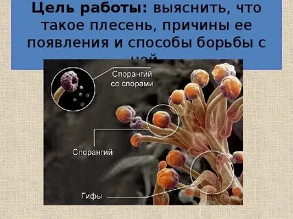 Сказка про плесень
