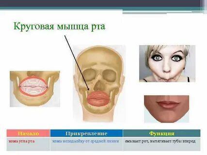 Круговая мышца рта
