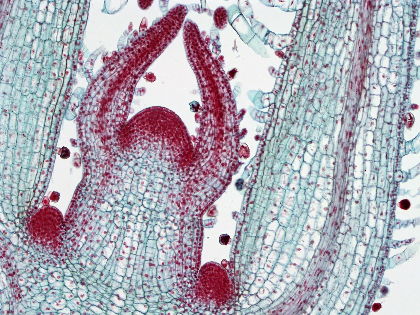 Апикальная меристема корня микроскоп. Образовательные ткани конус нарастания побега. Верхушечная апикальная меристема. Меристема микрофотография. Микропрепараты ботаника