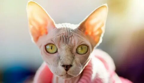 Сфинкс коты отзывы