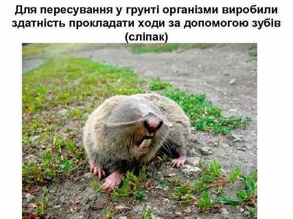 Приспособление к жизни в почвенной среде