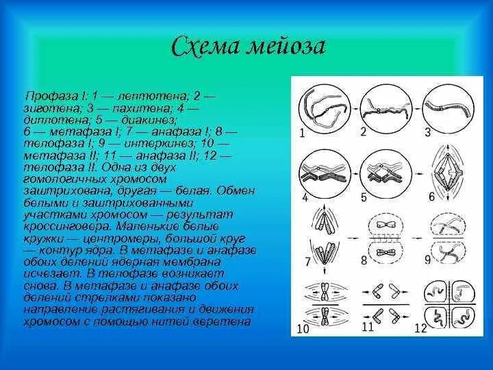 Лептотена. Пахитена диплотена. Диакинез 2)  пахитена 3)  лептотена 4)  диплотена 5)  зиготена. Фазы профазы 1 мейоза диакинез. Профаза мейоза 1 таблица лептотена зиготена пахитена.