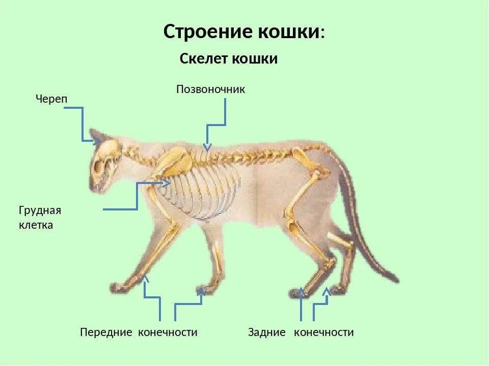 Строение скелета котенка. Строение грудной клетки кошки. Осевой скелет кошки. Грудная клетка кота анатомия.